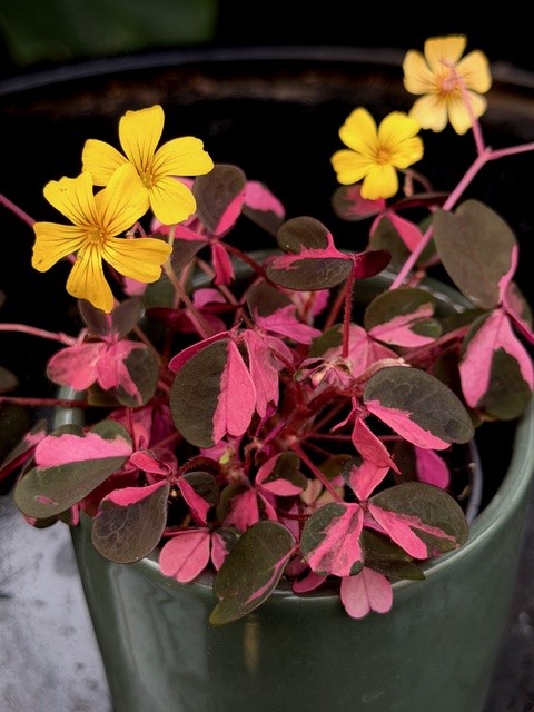 Oxalis vulcan. Crazy Plum