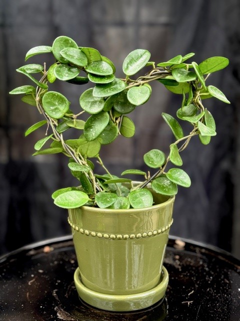 Hoya Mathilde (Hjärtbåge)