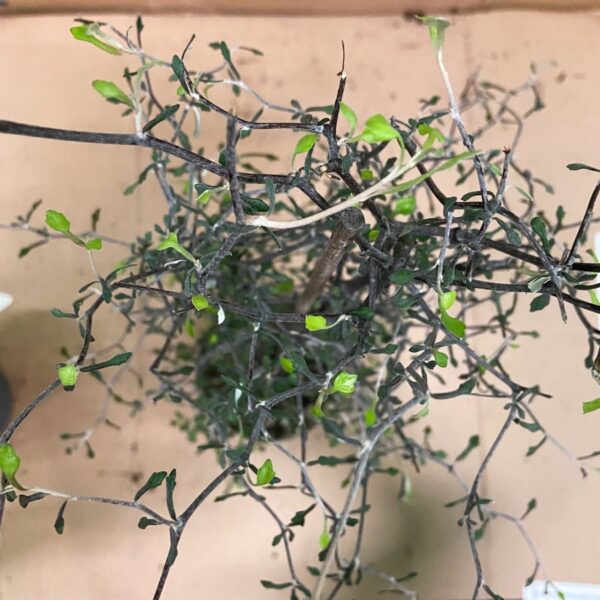 Corokia cotoneaster - Sicksackbuske