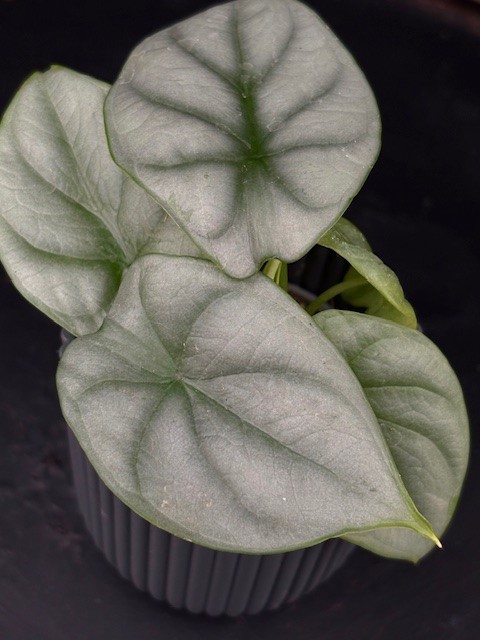 Alocasia baginda 'Silver Dragon' - Draksköldsalokasia