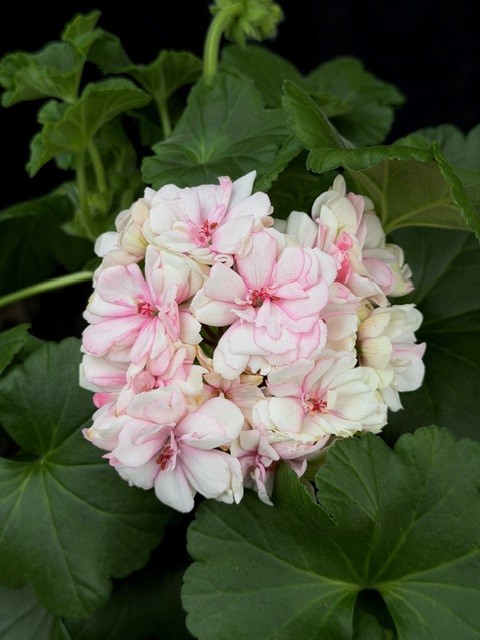 Pelargonium Paperbloom