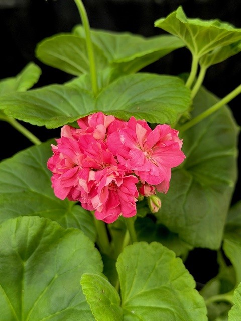 Pelargonium Shirley Anne