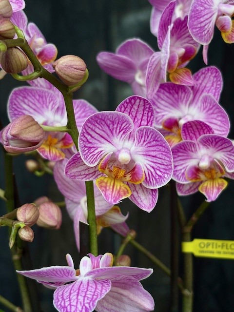 Phalaenopsis multi. 'Honeybee' - Brudorkidé