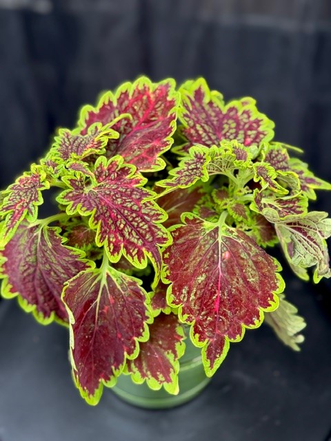Coleus 'Bourbon Street' - Palettblad