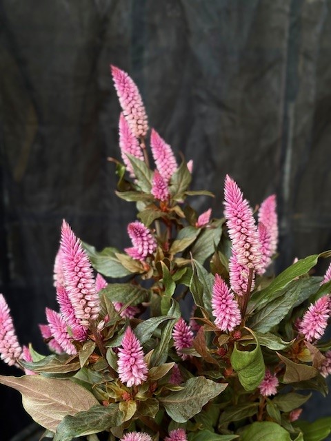 Celosia 'Wild Pink' - Plymört