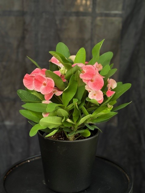 Euphorbia milii 'Charlotte' - Kristi törnekrona