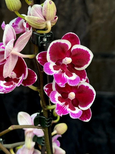 Phalaenopsis 'Limited 42' - Brudorkidé