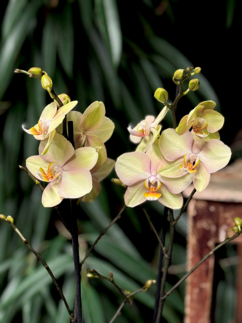 Phalaenopsis Limited 8