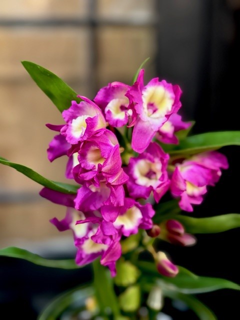 Dendrobium nobile Purple Rain