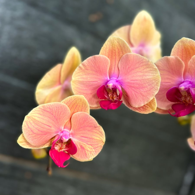 Phalaenopsis Caribbean Dream