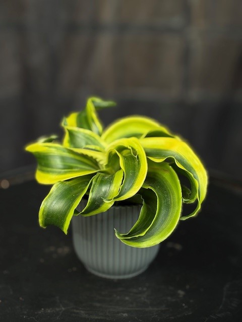 Dracaena frag. 'Tornado' - Tätdracaena