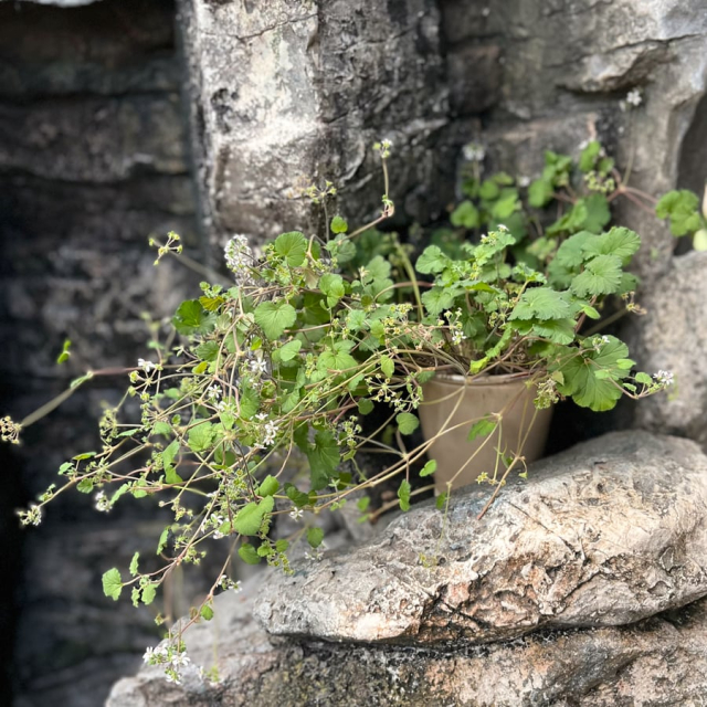 Pelargonium australe