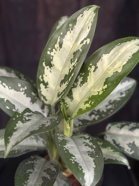 Aglaonema 'Jubilee'- Silverkalla