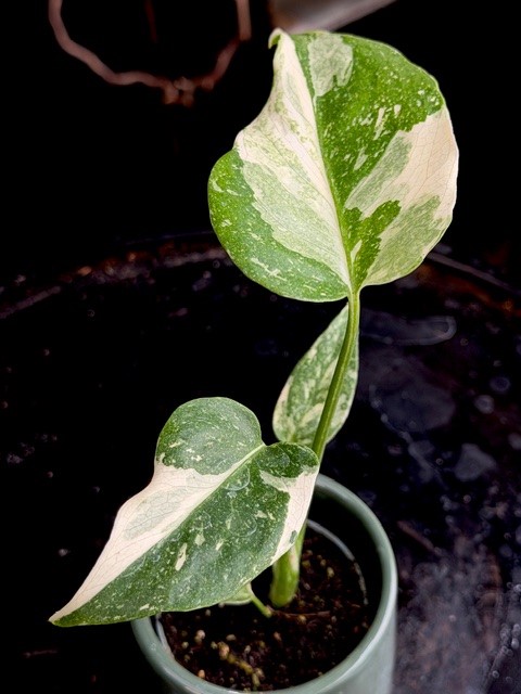 Monstera deliciosa Thai Constellation