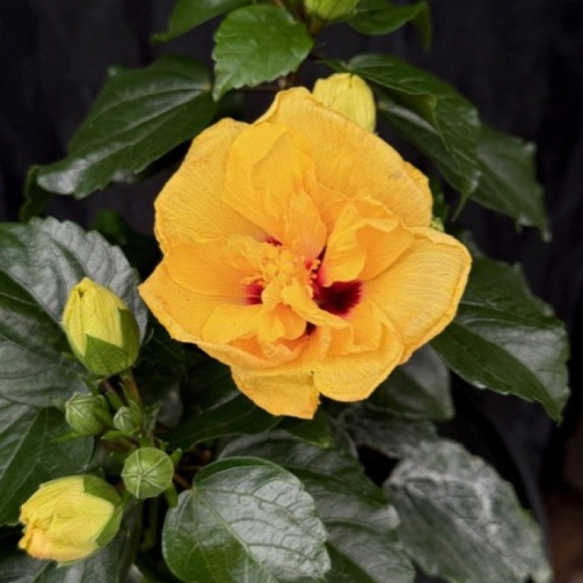 Hibiscus Adoniscus Dubbel gul - Hibiskus