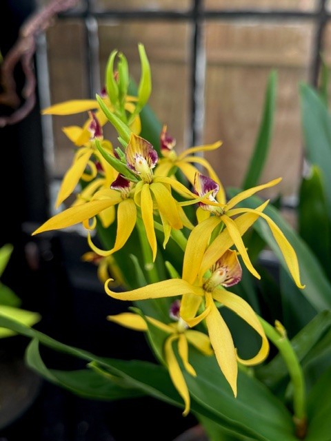 Prosthechea cochleata - Bläckfiskorkidé