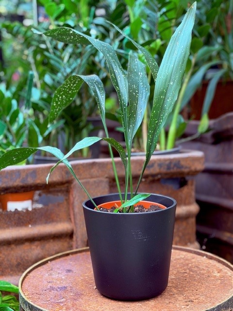 Aspidistra Milkyway - Ungkarlsblomma 