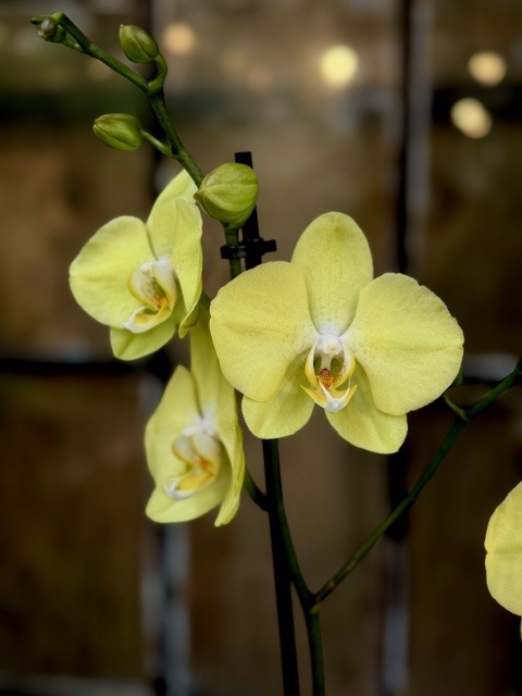 Phalaenopsis Mirage