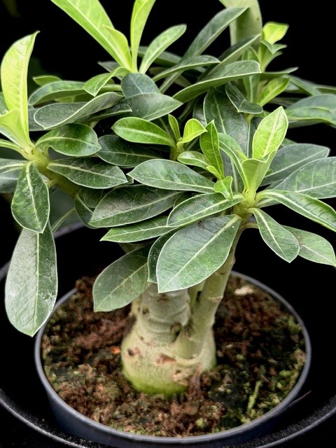 Adenium obseum Picotee