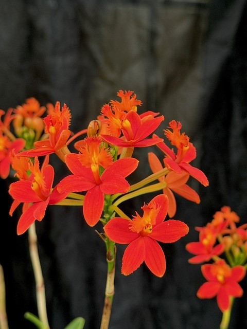 Epidendrum Ballerina Röd