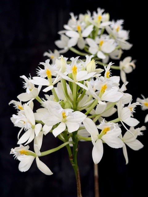 Epidendrum Ballerina Vit