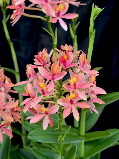 Epidendrum Ballerina (Salmon)