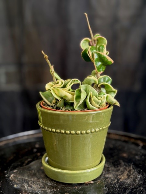 Hoya carnosa Compacta Variegata