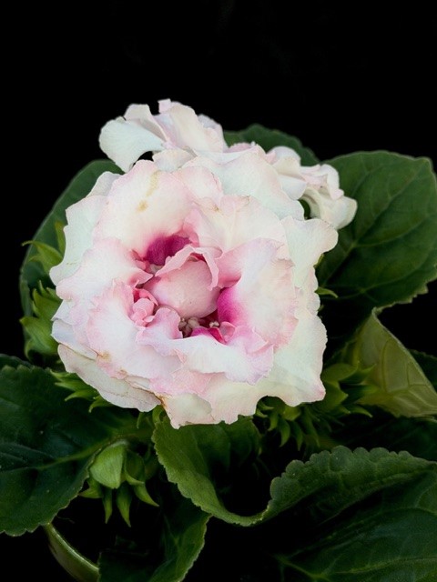 Sinningia Sonata (rosa) - Gloxinia