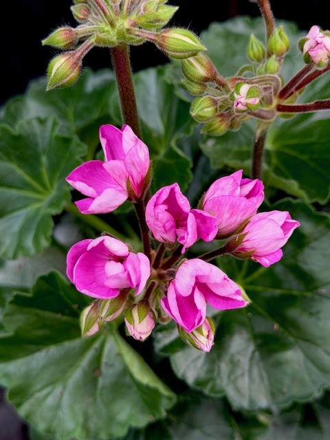 Pelargonium Prinsessan Linea