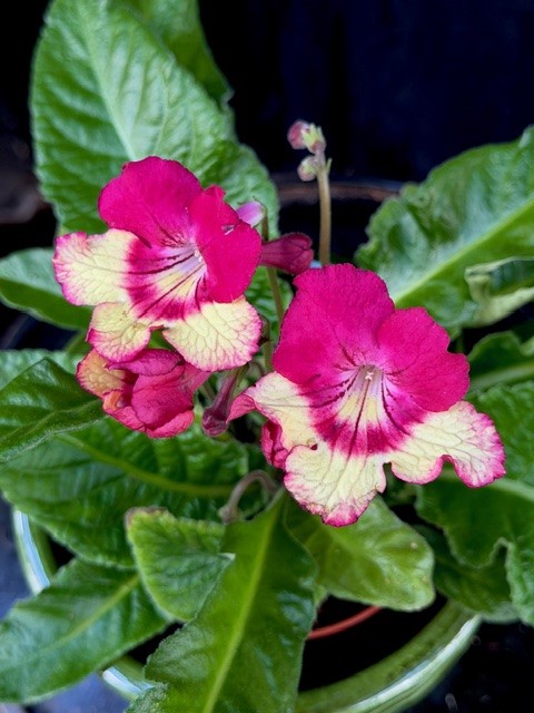Streptocarpus cerise/gul - Kornettblomma