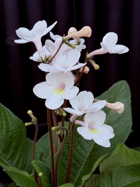 Streptocarpus vit/gul - Kornettblomma