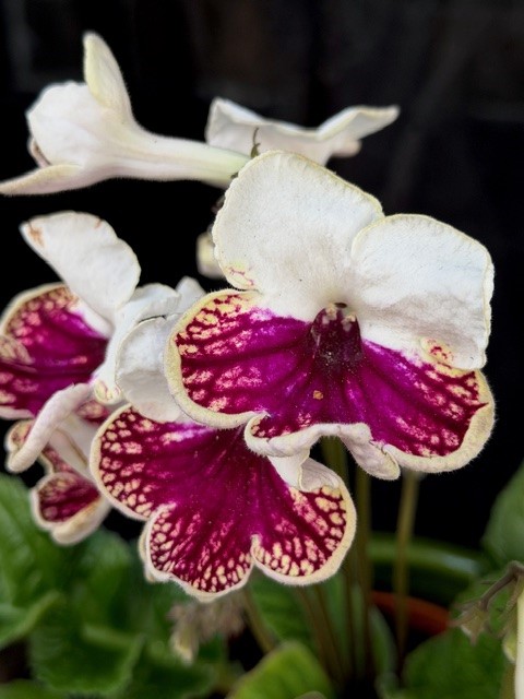 Streptocarpus vit/vinröd - Kornettblomma