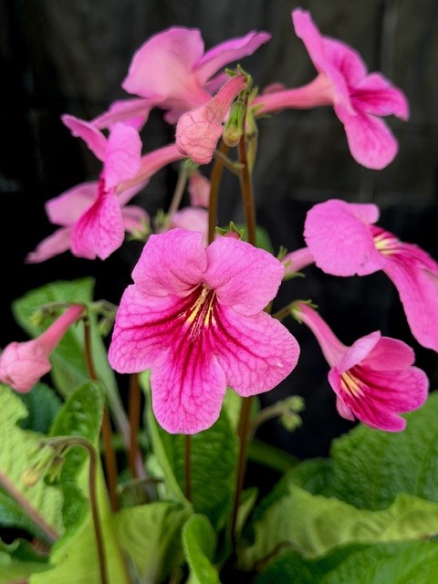 Streptocarpus rosa - Kornettblomma