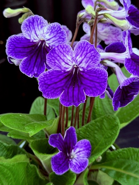 Streptocarpus violett/vit - Kornettblomma
