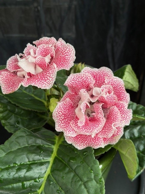 Sinningia Sonata (prickig) - Gloxinia