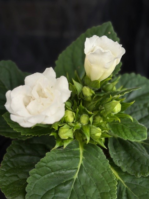 Sinningia Sonata (vit) - Gloxinia