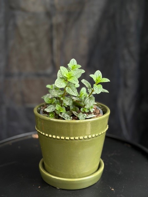 Mentha x piperita 'Chocolate'