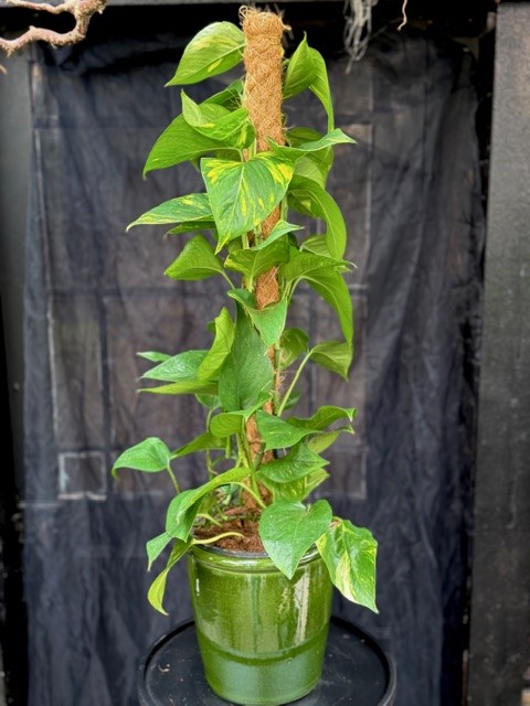 Epipremnum pinn. Manjula stock
