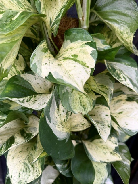 Epipremnum aureum 'Manjula' - Gullranka