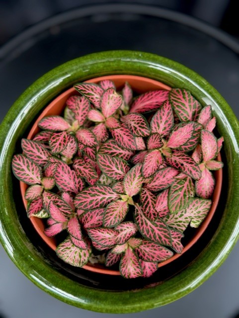 Fittonia Pink Forest Flame - Åderblad