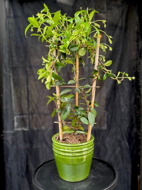 Trachelospermum jasminoides - Stjärnjasmin