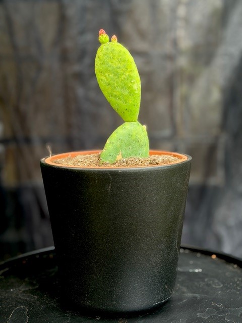 Tacinga inamoena