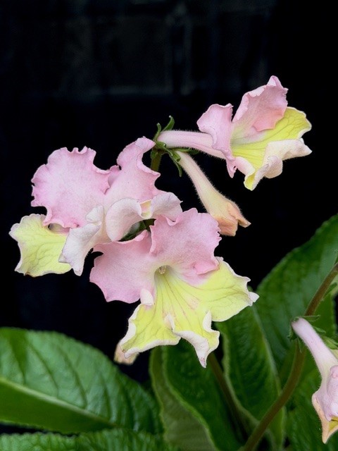 Streptocarpus rosa/gul - Kornettblomma