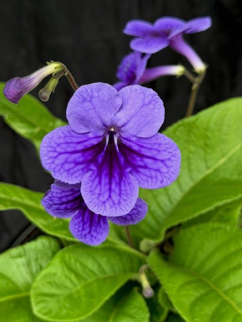 Streptocarpus violett m. mörk mitt - Kornettblomma