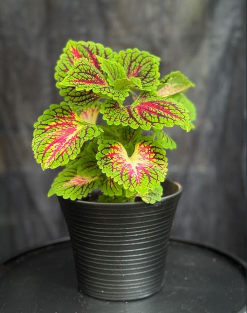 Coleus 'Space Cake' - Palettblad