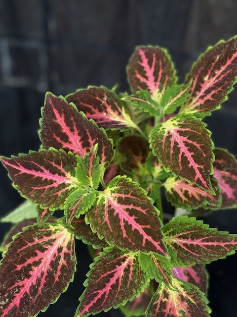 Coleus 'Pink Diamond' - Palettblad