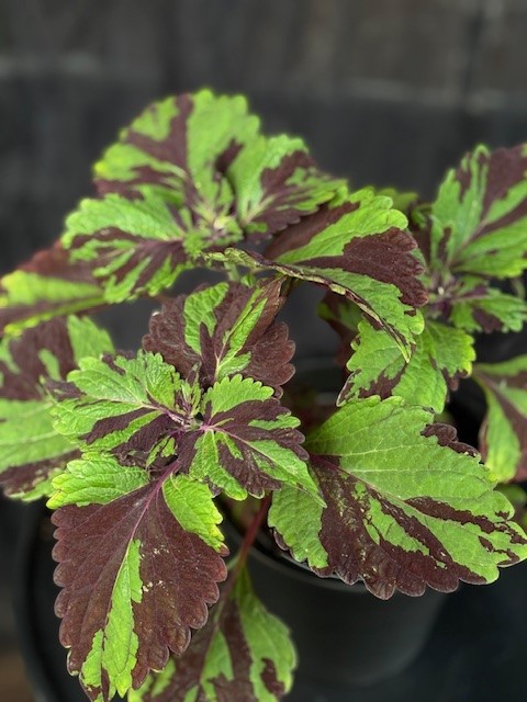 Coleus 'Green Lolite' - Palettblad
