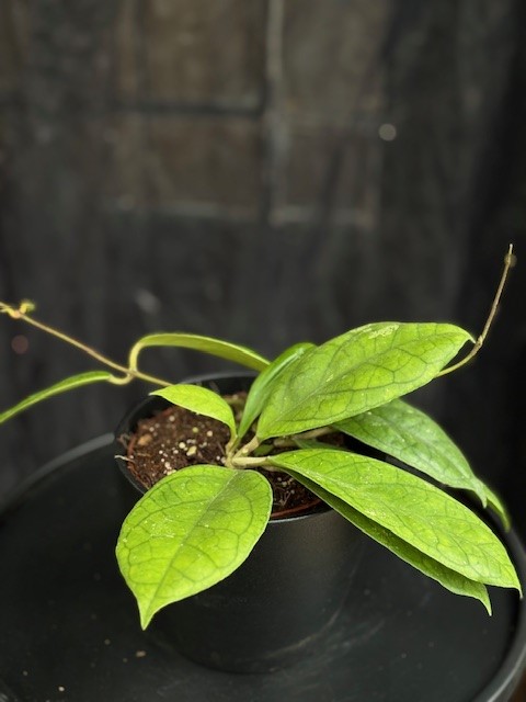Hoya finlaysonii 'Orabella' - Porslinsblomma