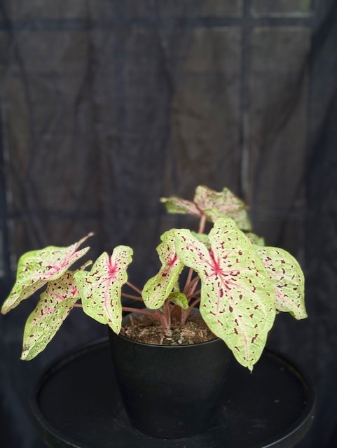 Caladium Miss Muffet
