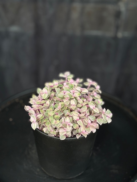 Callisia repens Rosato